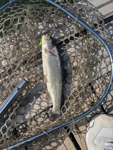 ニジマスの釣果