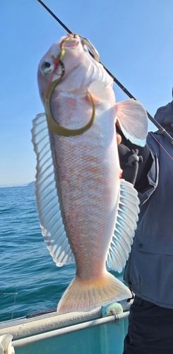 シロアマダイの釣果