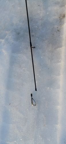 アメマスの釣果