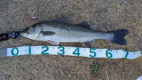 東京湾（アクアライン〜富津）