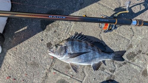 チヌの釣果