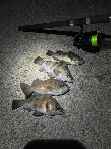 メバルの釣果