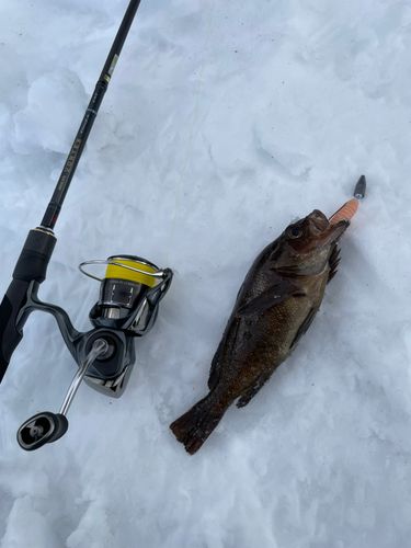 エゾメバルの釣果