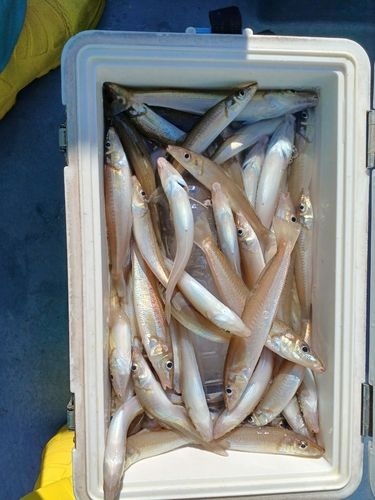 シロギスの釣果