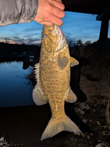 スモールマウスバスの釣果