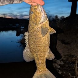 スモールマウスバス