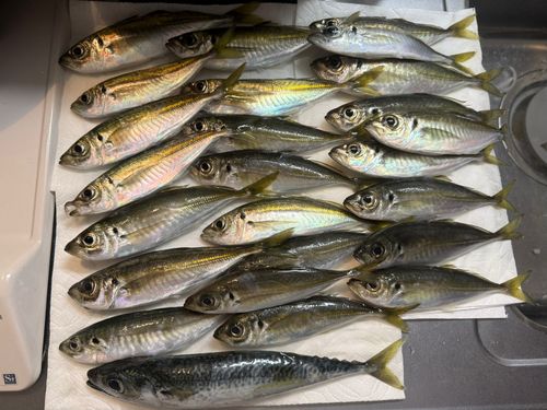 アジの釣果