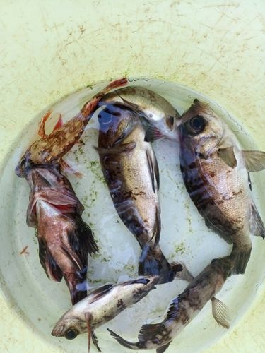 メバルの釣果