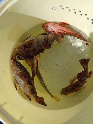 東京湾（アクアライン〜富津）