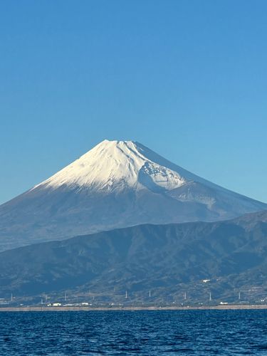マルイカの釣果