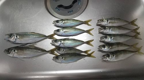 とっとパーク小島