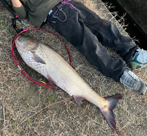 ハクレンの釣果