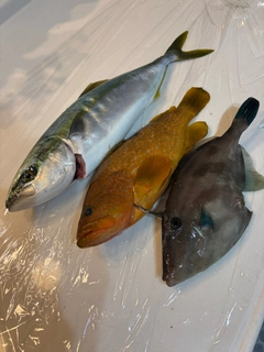 フクラギの釣果