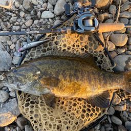 スモールマウスバス