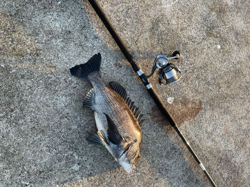 チヌの釣果