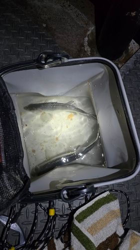 若洲海浜公園海釣り施設