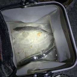 セイゴ（マルスズキ）