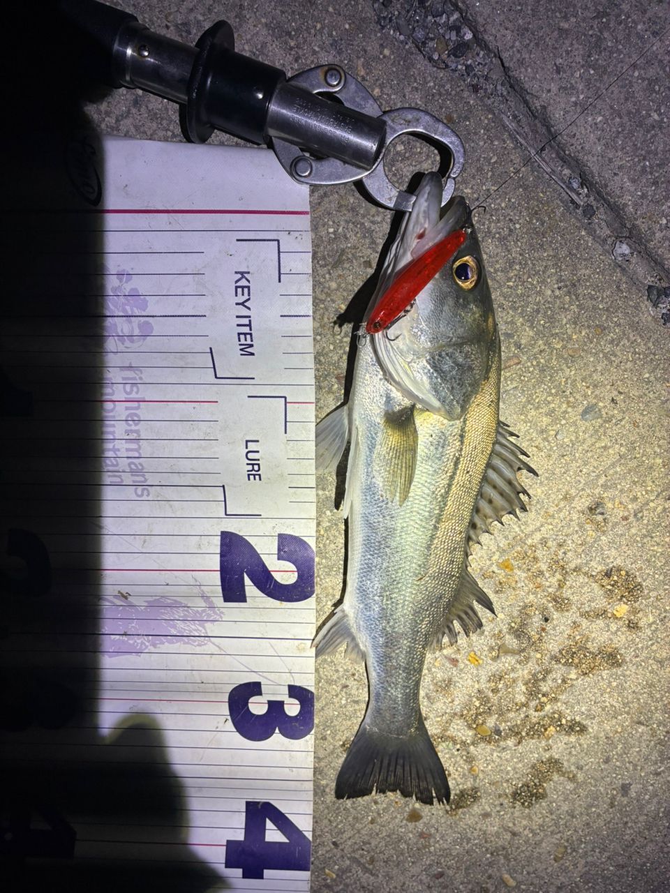 フッコ（マルスズキ）