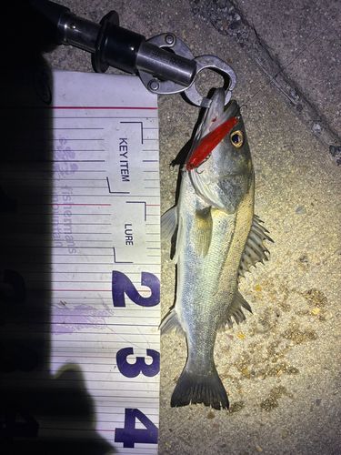 フッコ（マルスズキ）の釣果