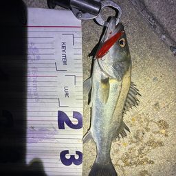 フッコ（マルスズキ）