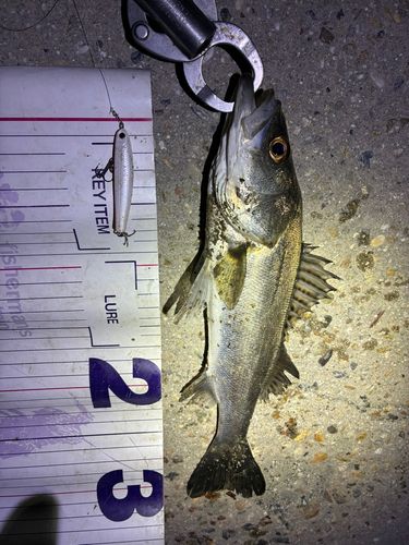 フッコ（マルスズキ）の釣果