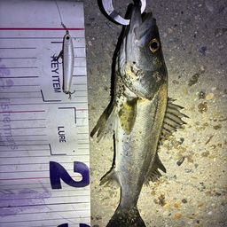 フッコ（マルスズキ）