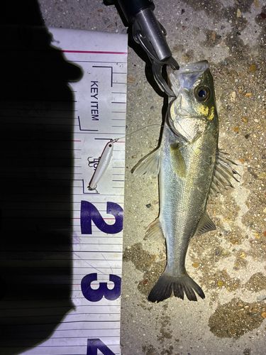 フッコ（マルスズキ）の釣果