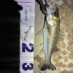 フッコ（マルスズキ）