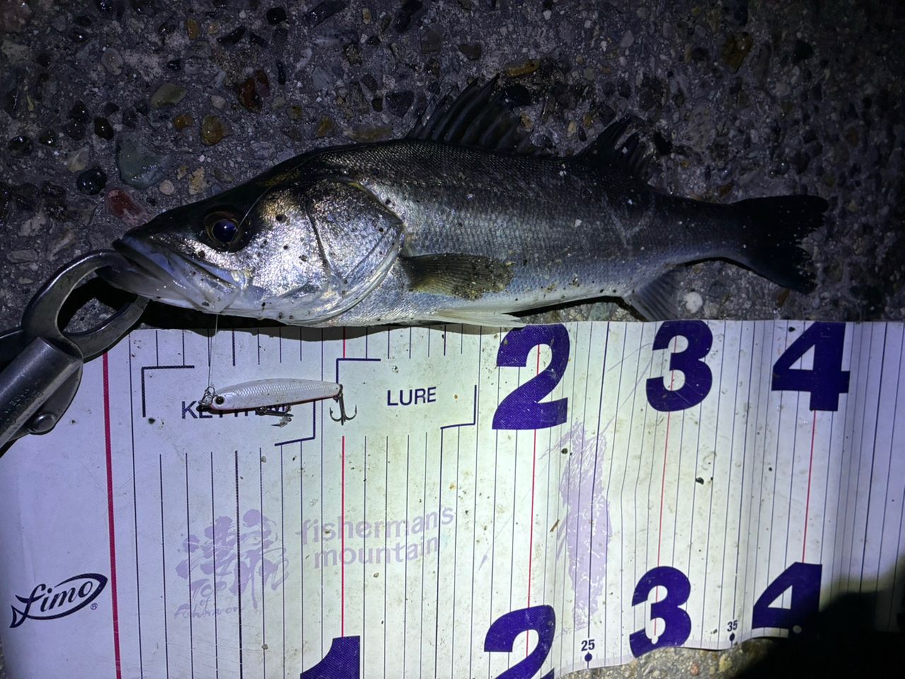 フッコ（マルスズキ）