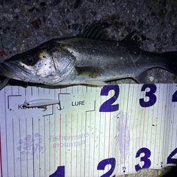 フッコ（マルスズキ）