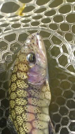 レインボートラウトの釣果