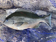 クロメジナの釣果