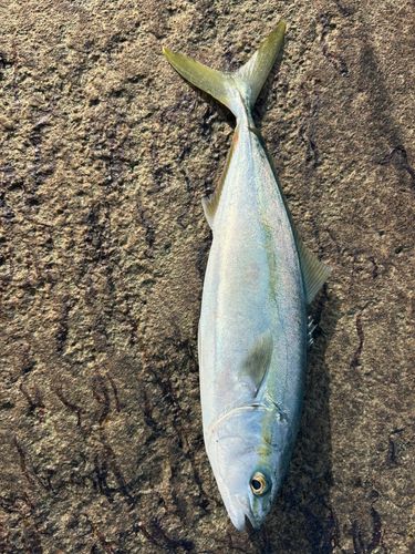 コゾクラの釣果