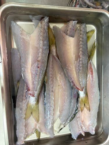 アカカマスの釣果