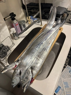 タチウオの釣果