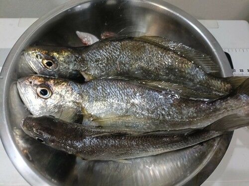 イシモチの釣果