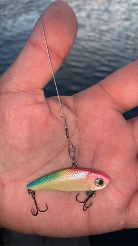 ヤマトカマスの釣果