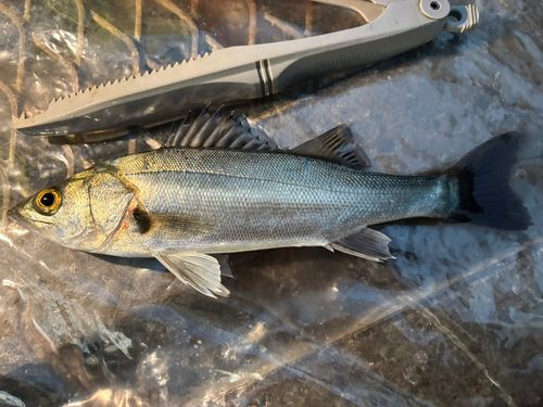 セイゴ（ヒラスズキ）の釣果