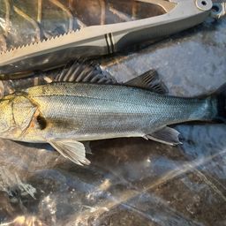 セイゴ（ヒラスズキ）