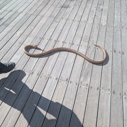 ダイナンウミヘビ