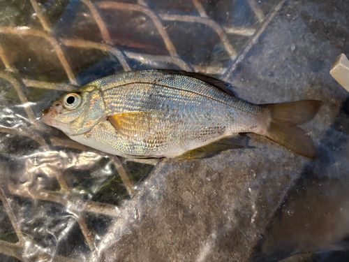 大黒海づり施設