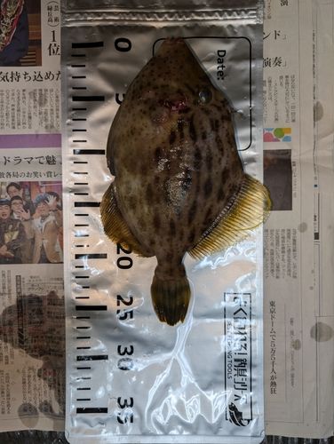 カワハギの釣果