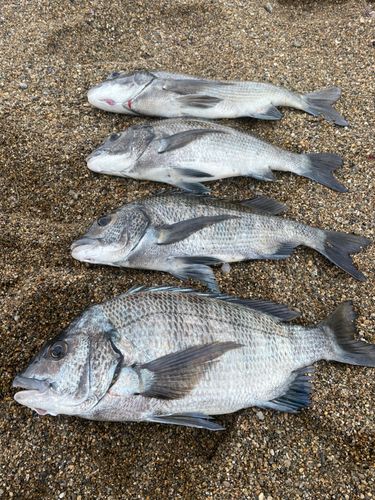 チヌの釣果