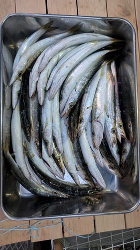 アカカマスの釣果