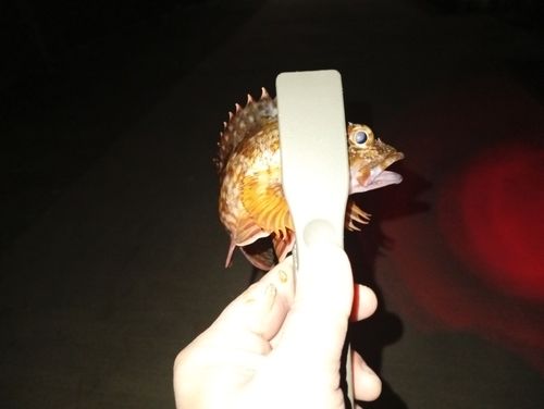 シロメバルの釣果