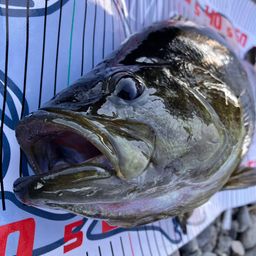 スモールマウスバス