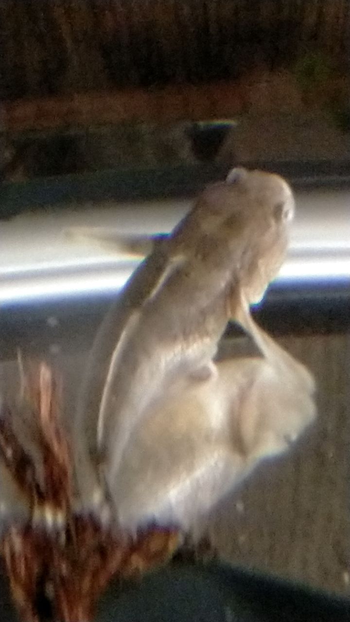 アカオビシマハゼ