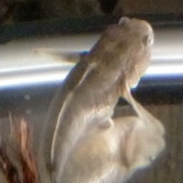 アカオビシマハゼ