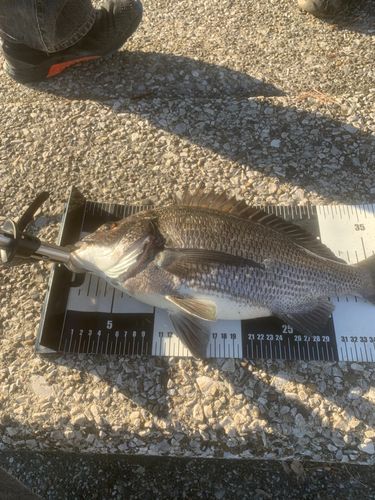 クロダイの釣果