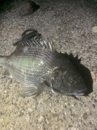 クロダイの釣果